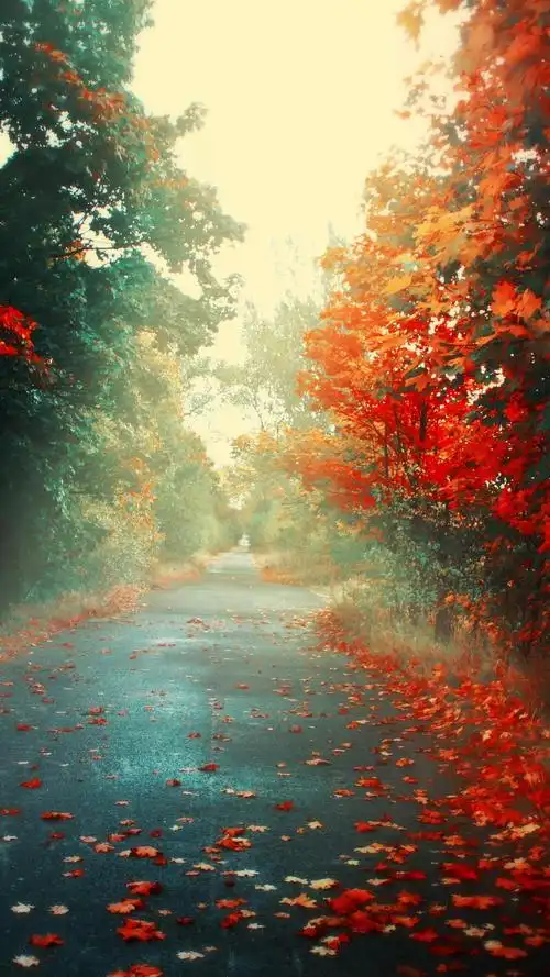 秋天,道路,枫叶,雾 iphone 壁纸