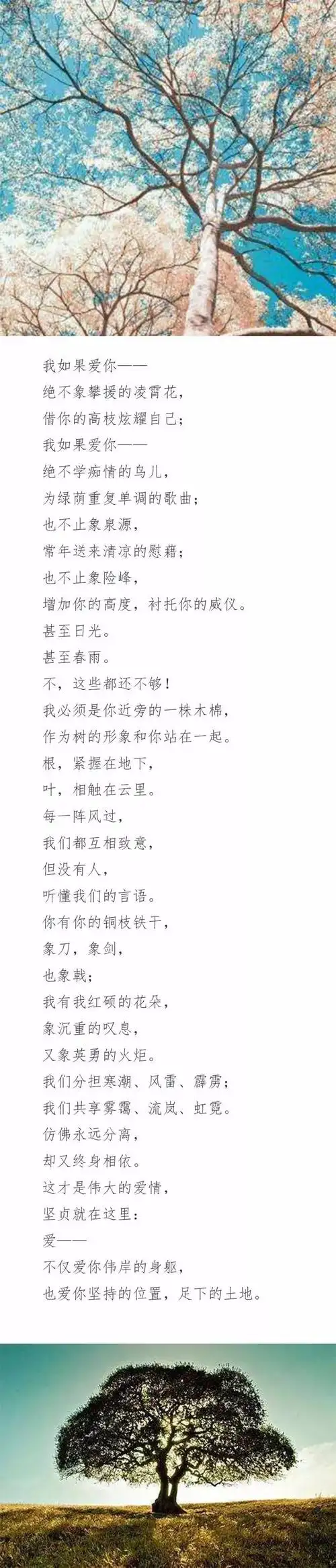 有声播客 | 致橡树