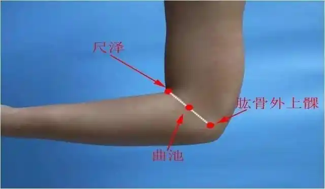 【定位】在肘区,曲肘成直角,肘横纹外侧端与肱骨外上髁连线中点处.
