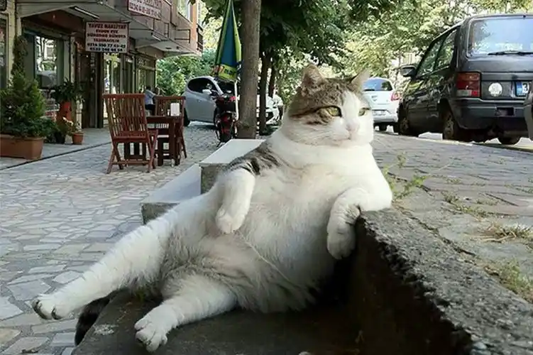 20张让人开怀大笑的猫咪照片,看了都想养