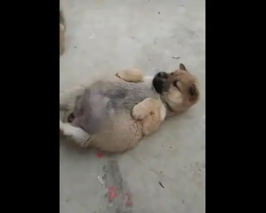 看这只狗狗过年时