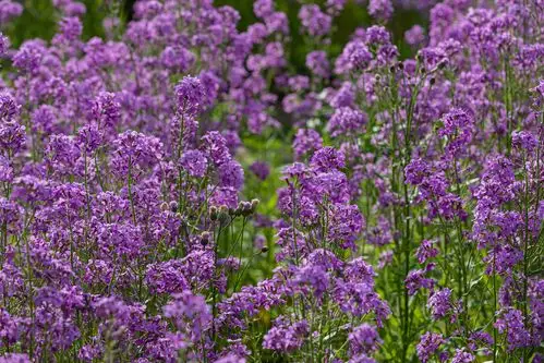 【毛萼香芥花海美如画】