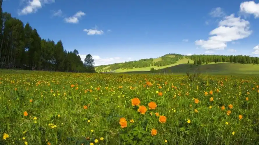 绿色草甸草原养眼风景图片