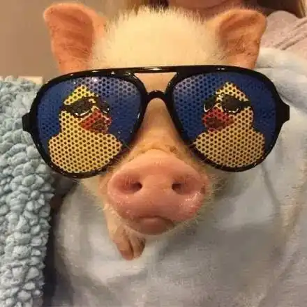 猪头像图片ins_热门头像_qq头像大全__qq志乐园