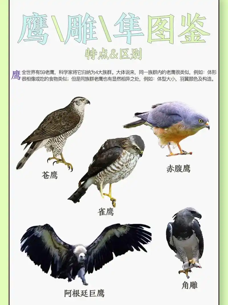鹰雕隼图鉴与区别.鹰的分布广,中国境内的鹰主要分布区为西藏, - 抖音