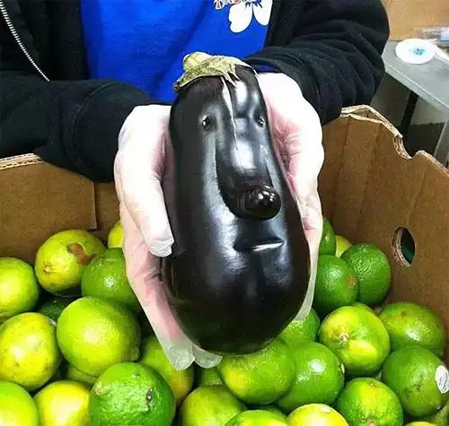 呆呆傻傻的茄子,嫌人弃啊