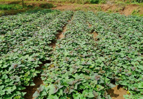种植香甜的红薯,掌握方法最重要,提高产量不是梦!