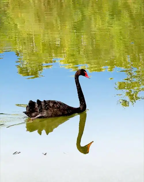 (原创)高傲的黑天鹅 - 美篇