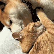 我什么都不要就想要一个粘人的对象