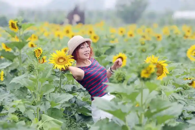 葵花美女,拍摄时间2020年6月21号