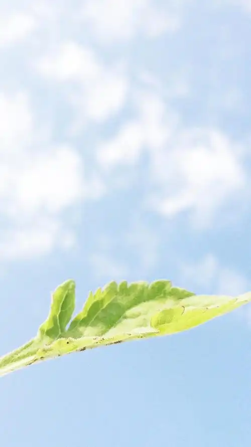 唯美小清新植物,高清图片,手机锁屏桌面-壁纸族