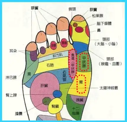 六,足部反射区图 实用足部反射区和穴位图解67(1)