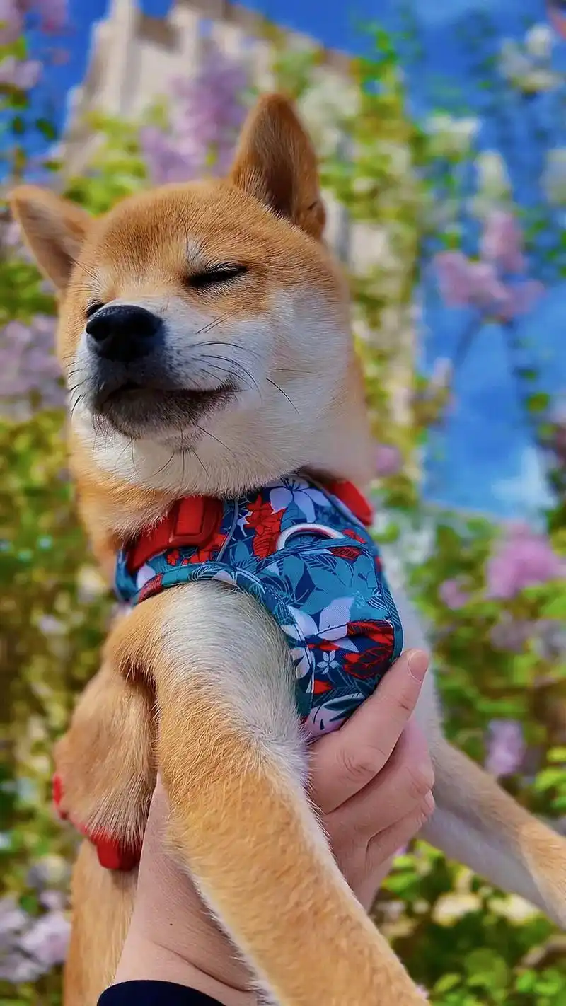 爱我所爱#柴犬 #图文来了 #治愈系笑容 #表情包 #手机壁 - 抖音