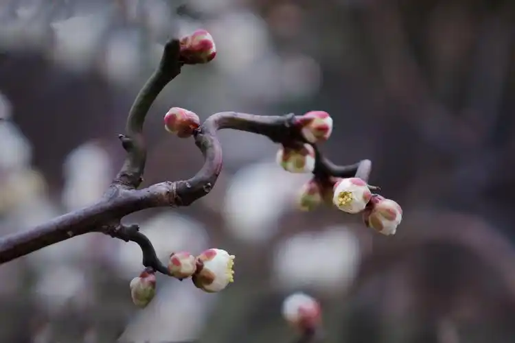龙游梅,一树独先天下春