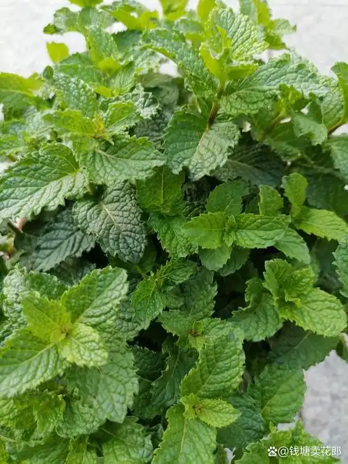 夏天派上大用场了,可食用可驱蚊  薄荷,作为一款可食用的香草植物,在