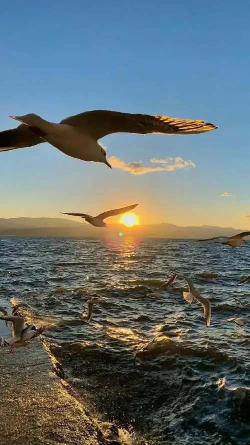 壁纸丨唯美日出,海鸥掠过