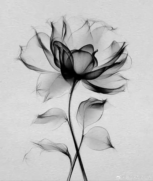 今日纹身图案分享    花纹身    #纹身分享##纹身设计##北京纹身店