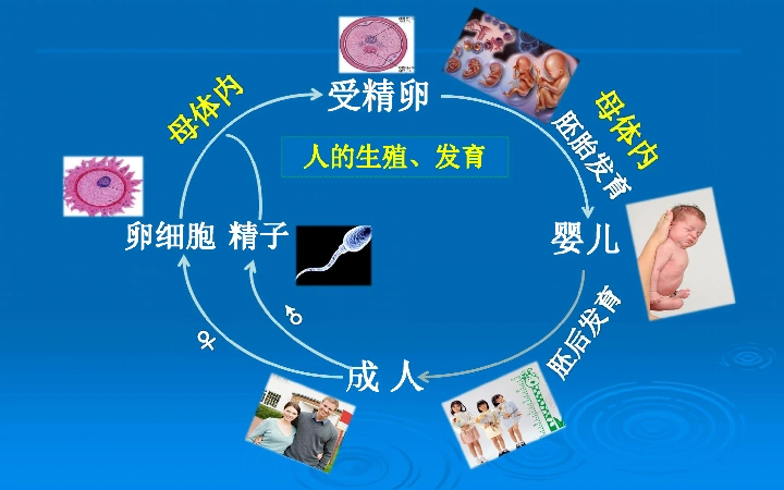 动物的生殖和发育 课件(共26张ppt)