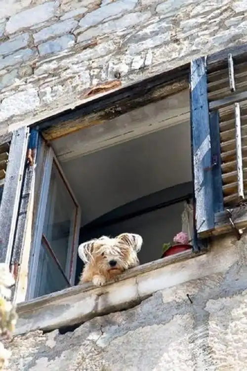 在不能见面的日子里翘首以盼!呜乖狗狗!