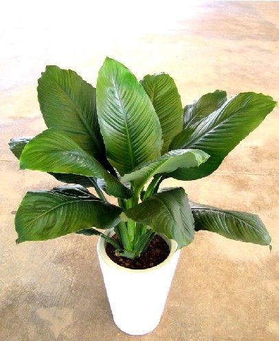 绿巨人 盆栽室内客厅大型盆景植物绿植吸甲醛万年青白掌大叶植物