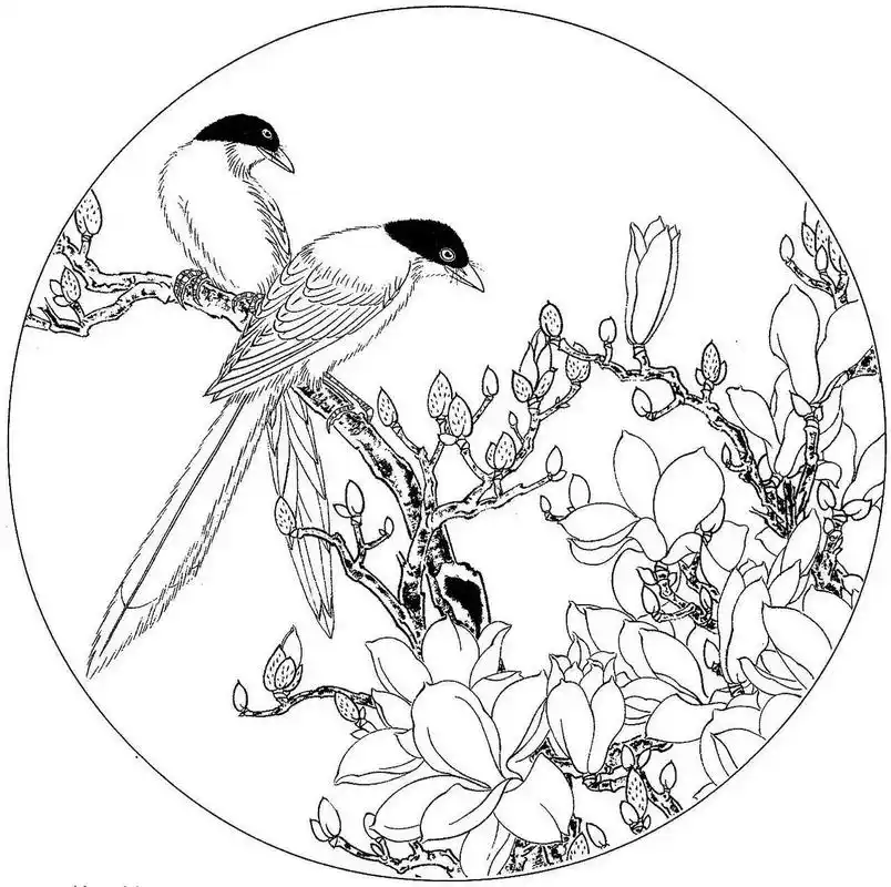 工笔画花鸟白描稿(二)