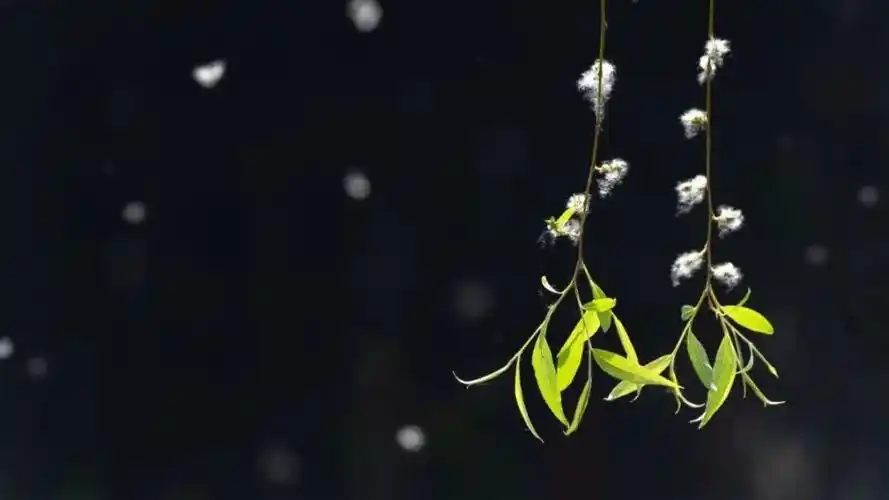 苏州即将进入柳絮纷飞的爆发期,医生提醒