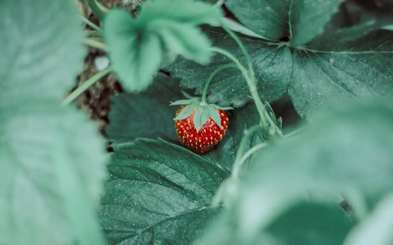 绿色护眼小清新植物图片桌面壁纸