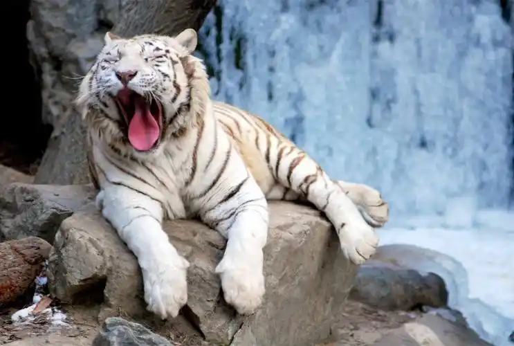 霸气老虎锁屏壁纸_称霸森林的动物_动物壁纸_