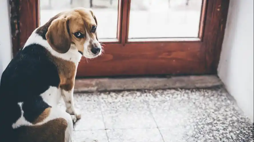 可爱狗狗治愈系高清桌面壁纸