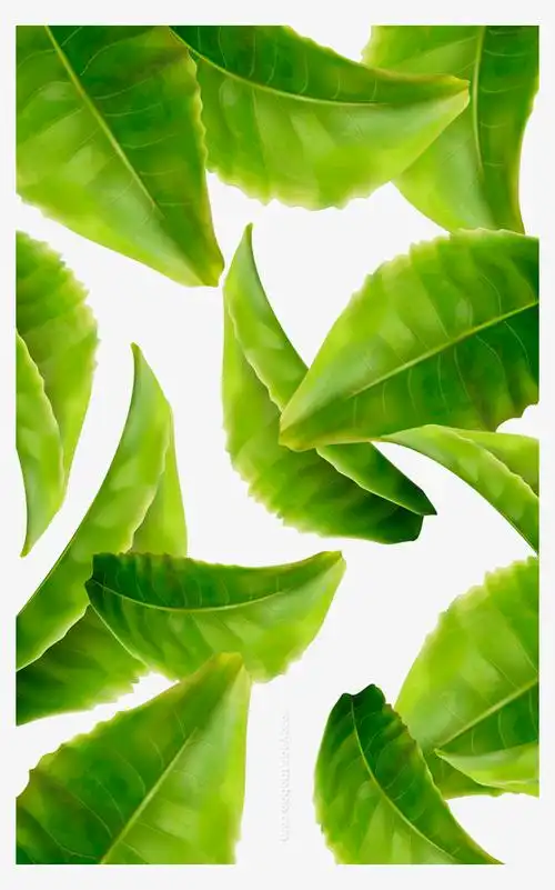 绿色叶子-快图网-免费png图片免抠png高清背景素材库kuaipng.com