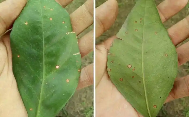 2006年在陕西城固被首次报道,起初被当成炭疽病,褐斑病,树脂病或是