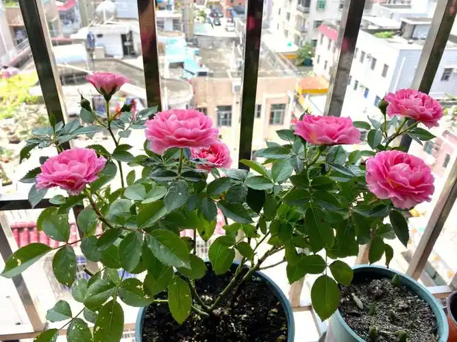 海神王果汁阳台