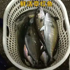 章红鱼鲜活