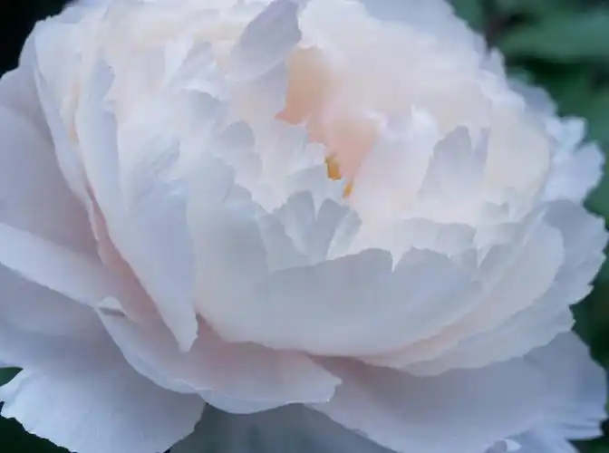 特写,白天,正面,美景,牡丹花,阴影,盛开,光线,影子,景观,花蕾,花,花瓣