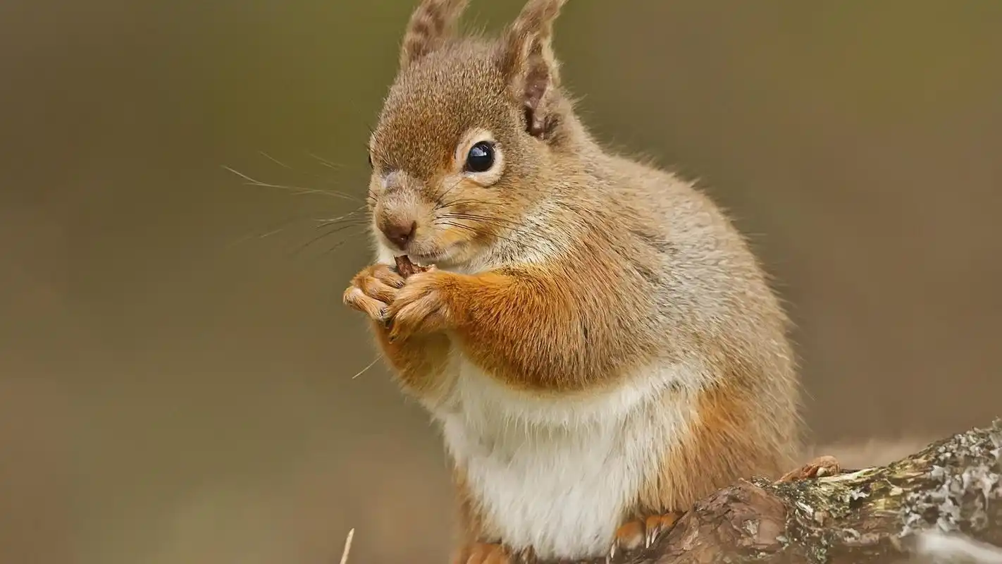 正在吃东西的可爱小松鼠壁纸高清大图预览1920x1080_动物壁纸下载_美