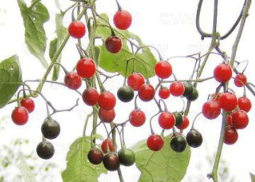 白英              别名山甜菜(同前书),蔓