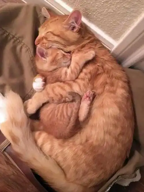 1妈妈的怀里最温暖.