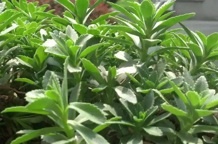 1. 三七植物照片