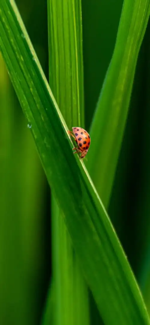 "绿色护眼"手机高清壁纸·原图上传,记得查看原图再保存.