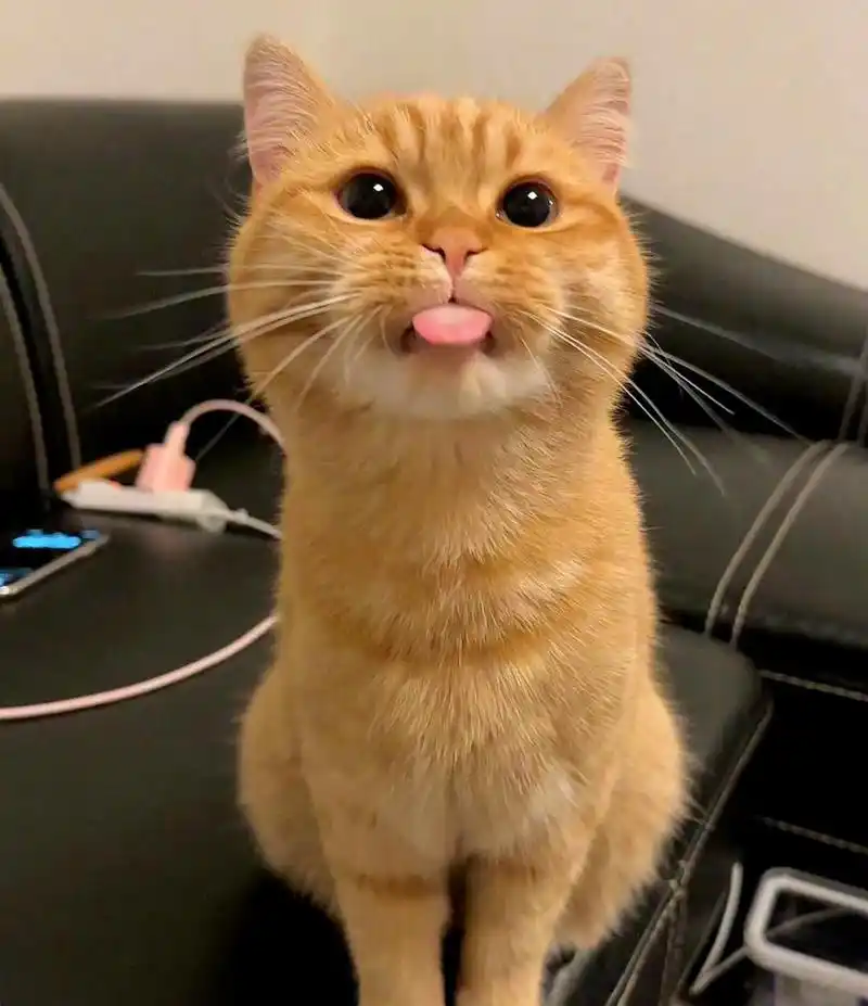 这只猫咪正在做鬼脸,发出略略略的声音.