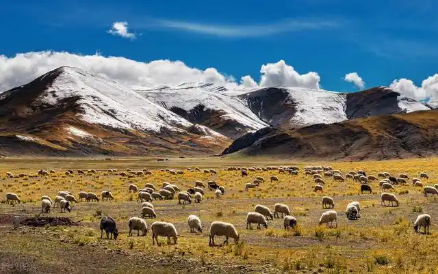 拍摄辽阔的草原,沙漠风光,懂得这4个技巧,成片大气又唯美!