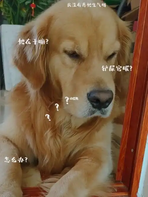 我的狗现在每天晚上比我老公还早睡着每天都在他们两的呼噜声中入睡