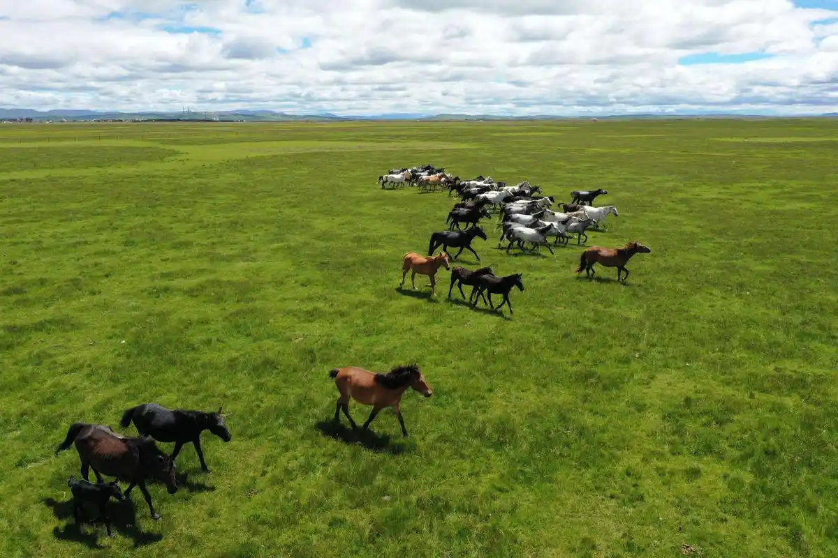 盛夏草原 骏马驰骋