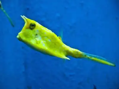 海牛,鱼,黄色,海牛,lactoria 枸,boxfish,ostraciidae
