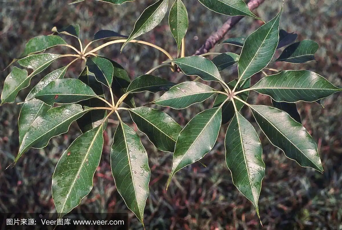 木棉科,红色,叶子,公亩,木棉树