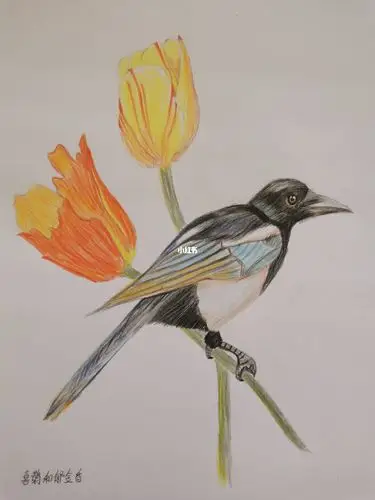 彩铅花鸟喜鹊和郁金香