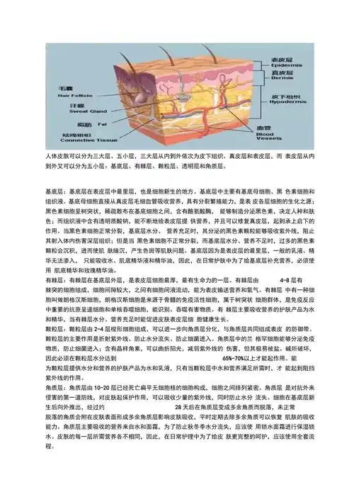 皮肤五层讲解_第1页