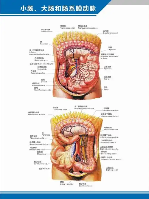人体穴位对症挂图 人体血管分布图肝门静脉盆腔解剖图中英文医学医院