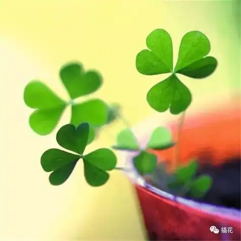 用幸运草做头像的寓意 用幸运草做头像的寓意我有我的幸福