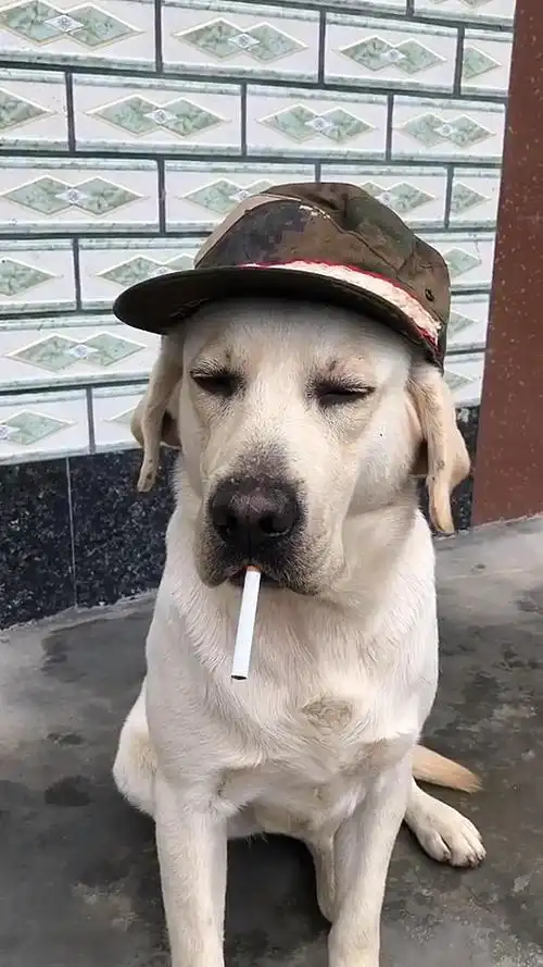 我家萌宠成精了#会抽烟的狗,你们谁见过,厉害了我的狗